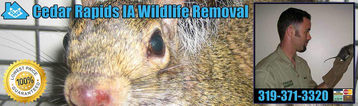 Cedar Rapids Wildlife and Animal Removal